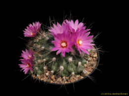 Gymnocactus viereckii 3423